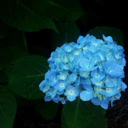 flowers beautiful blue contrast