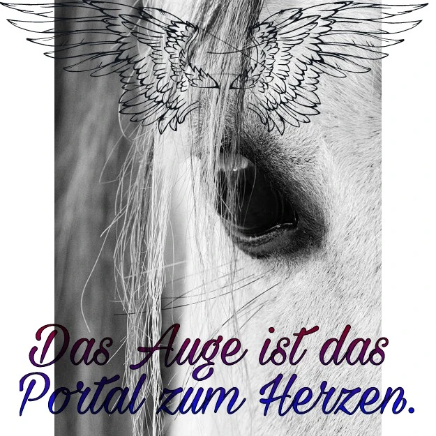 Download Spruch pferd Free Spruch Pferd
